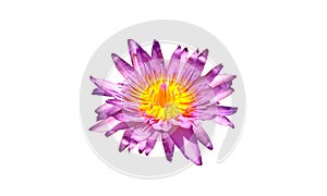 Closeup, Beautiful flower blossom blooming lotus with purple petals and yellow pollen isolated on white background, summer flowers