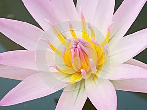 Closeup, Beautiful flower blossom blooming lotus with white pink petals on water blurred background for stock photo, summer