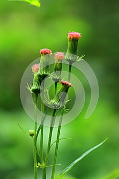 Closeup of beautiful flower buds photo