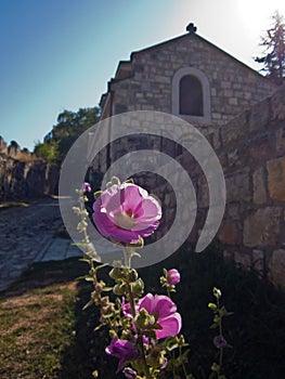 Closeup of a beautiful flower in front of a church at Kalemegdan fortress, Belgrade