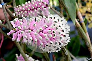 Closeup beautiful flower in the garden of landmark.