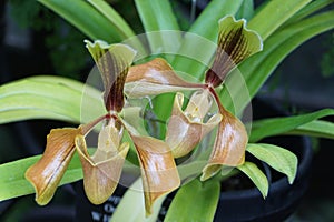 Closeup of the beautiful flower of Paphiopedilum Villosum orchids