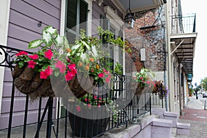 A Closeup of Beautiful Flowers along a Sidewalk in the French Quarter of New Orleans