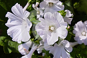 Closeup of beautiful flowers and buds of Lavatera trimestris