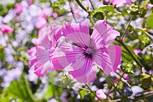 Closeup of beautiful flowers and buds of Lavatera trimestris