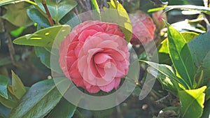 Closeup of beautiful flowers of Camellia japonica also known as Camellia Albino Botti, Camellia Don Pedro, Camellia Eugene De