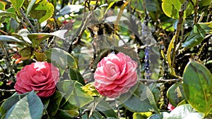 Closeup of beautiful flowers of Camellia japonica also known as Camellia Albino Botti, Camellia Don Pedro, Camellia Eugene De