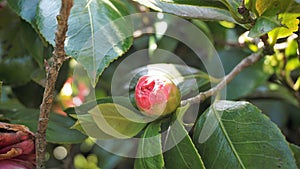 Closeup of beautiful flowers of Camellia japonica also known as Camellia Albino Botti, Camellia Don Pedro, Camellia Eugene De