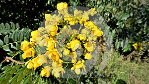 Closeup of beautiful flowers of Senna spectabilis known as Casia amarilla, Whitebark senna, yellow shower