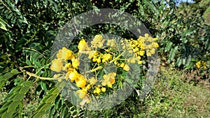 Closeup of beautiful flowers of Senna spectabilis known as Casia amarilla, Whitebark senna, yellow shower