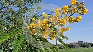 Closeup of beautiful flowers of Senna spectabilis known as Casia amarilla, Whitebark senna, yellow shower