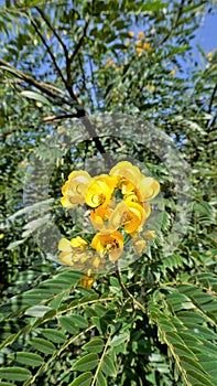 Closeup of beautiful flowers of Senna spectabilis known as Casia amarilla, Whitebark senna, yellow shower