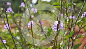 Closeup of beautiful flowers of Stachytarpheta jamaicensis also known as Light blue snakeweed, Blue porterweed etc