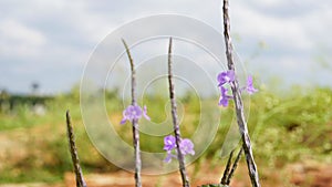 Closeup of beautiful flowers of Stachytarpheta jamaicensis also known as Light blue snakeweed, Blue porterweed etc