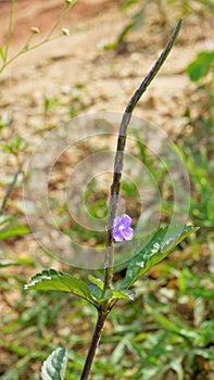 Closeup of beautiful flowers of Stachytarpheta jamaicensis also known as Light blue snakeweed, Blue porterweed etc