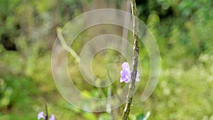 Closeup of beautiful flowers of Stachytarpheta jamaicensis also known as Light blue snakeweed, Blue porterweed etc