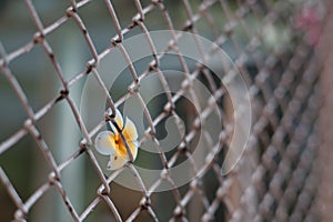 Closeup of a beautiful frangipani flower behind grates