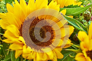 Closeup of a beautiful fresh sunflower in green garden. Zoomed in macro on vibrant and bright, colorful flowers with