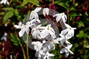Closeup of beautiful freshly blooming jasmine flowers