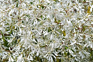 Closeup of the beautiful snow bush
