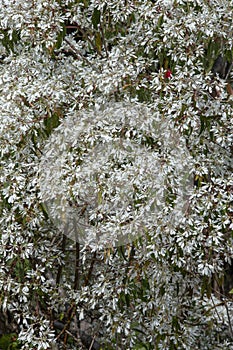 Closeup of the beautiful snow bush