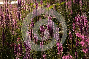 Closeup on beautiful gentle lavender flower on blurry purple background, soft focus, violet wildflower, summer time nature. France