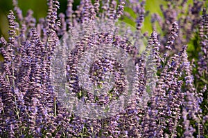 Closeup on beautiful gentle lavender flower on blurry purple background, soft focus, violet wildflower, summer time nature. France