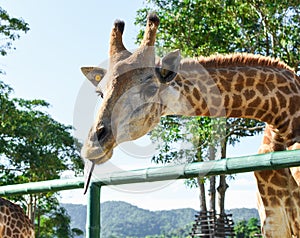 Closeup of beautiful Giraffe showing Tongue
