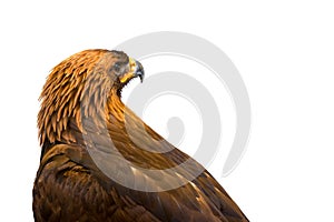 Closeup of beautiful Golden Eagle isolated on white background.