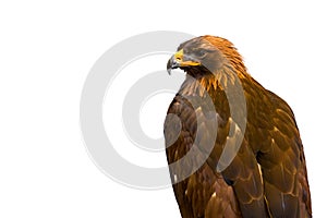 Closeup of beautiful Golden Eagle isolated on white background.