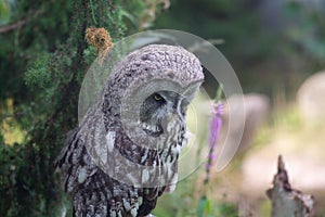 Closeup of a beautiful great gray owl on a tree branch in an evergreen forest