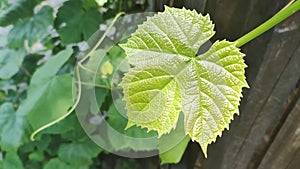 Closeup of a beautiful green grapevine leaf.