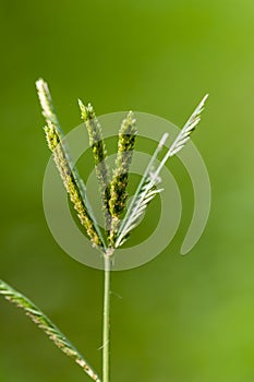 Closeup Of Beautiful Green Grass Flower