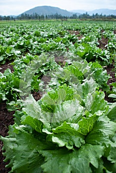Closeup of a beautiful green lettuce in a field of cultivated lettuces