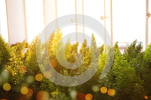 Closeup of beautiful green moss tree, Foxtail fern (Asparagus D