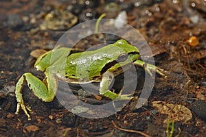 Closeup on a beautiful green Pacific treefrog, Pseudacris regilla, sitting in a puddle of shallow water after the rain