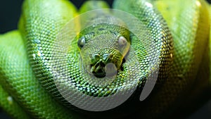 Closeup of a beautiful Green tree python in a zoo