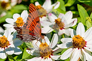 Closeup of a Beautiful Gulf Fritillary or Passion Butterfly in a Sea of White Flowers