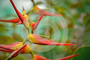 Closeup of a beautiful Heliconia latispatha (expanded lobsterclaw) plant in a garden