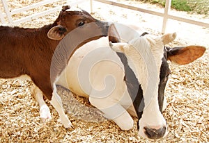 Closeup of a beautiful Holstein cow with her calf