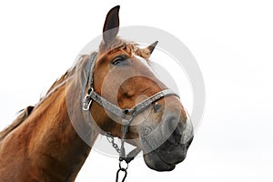 Closeup of a beautiful horse on white background.