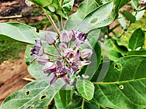 Beautiful indian Aak Plant or Calotropis Gigantea flowers and fruit in a plant photo