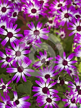 Closeup of beautiful lavender daisies in bloom