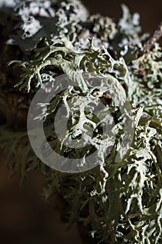 Closeup beautiful light green lichen on dark forest background, lichenology. Vertical soft focused macro shot