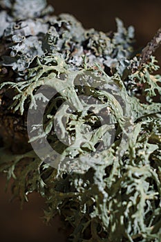 Closeup beautiful light green lichen on dark forest background, lichenology. Vertical soft focused macro shot photo