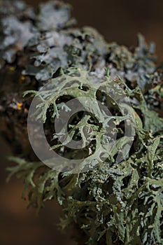Closeup beautiful light green lichen on dark forest background, lichenology. Vertical soft focused macro shot photo