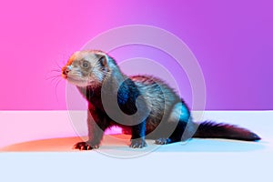 Closeup beautiful little white grey ferret isolated over pink background in neon light. Concept of happy domestic and