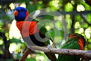 Closeup of beautiful Loriini parrots