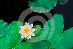 Closeup beautiful lotus flower and green leaf in pond, purity nature background