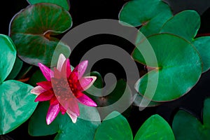 Closeup beautiful lotus flower and green leaf in pond, purity nature background